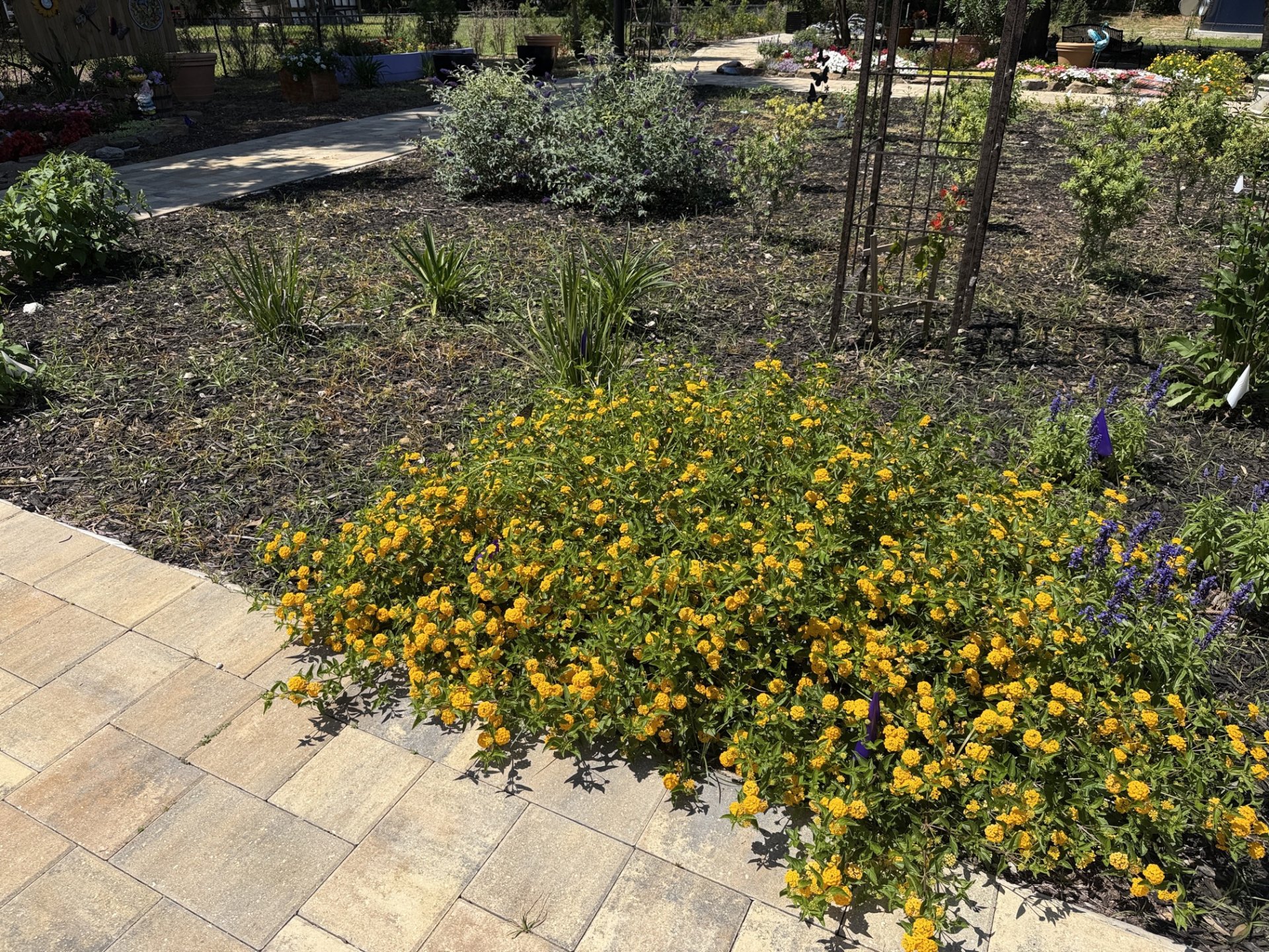 Butterfly Garden