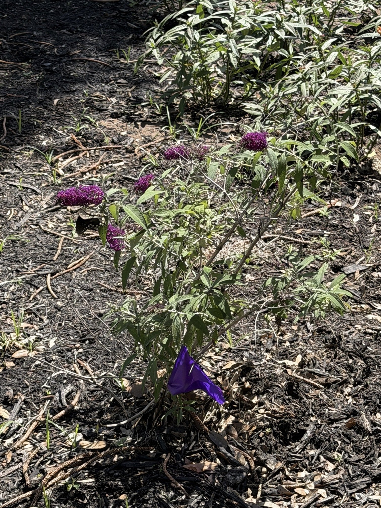 Butterfly Garden
